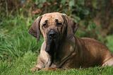 FILA BRASILEIRO 023